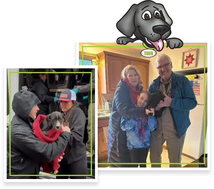 buddys second chance rescue