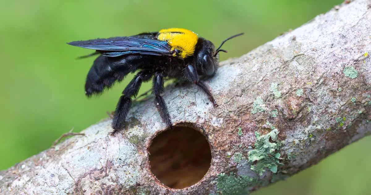 Bumble Bees: Nesting and Overwintering