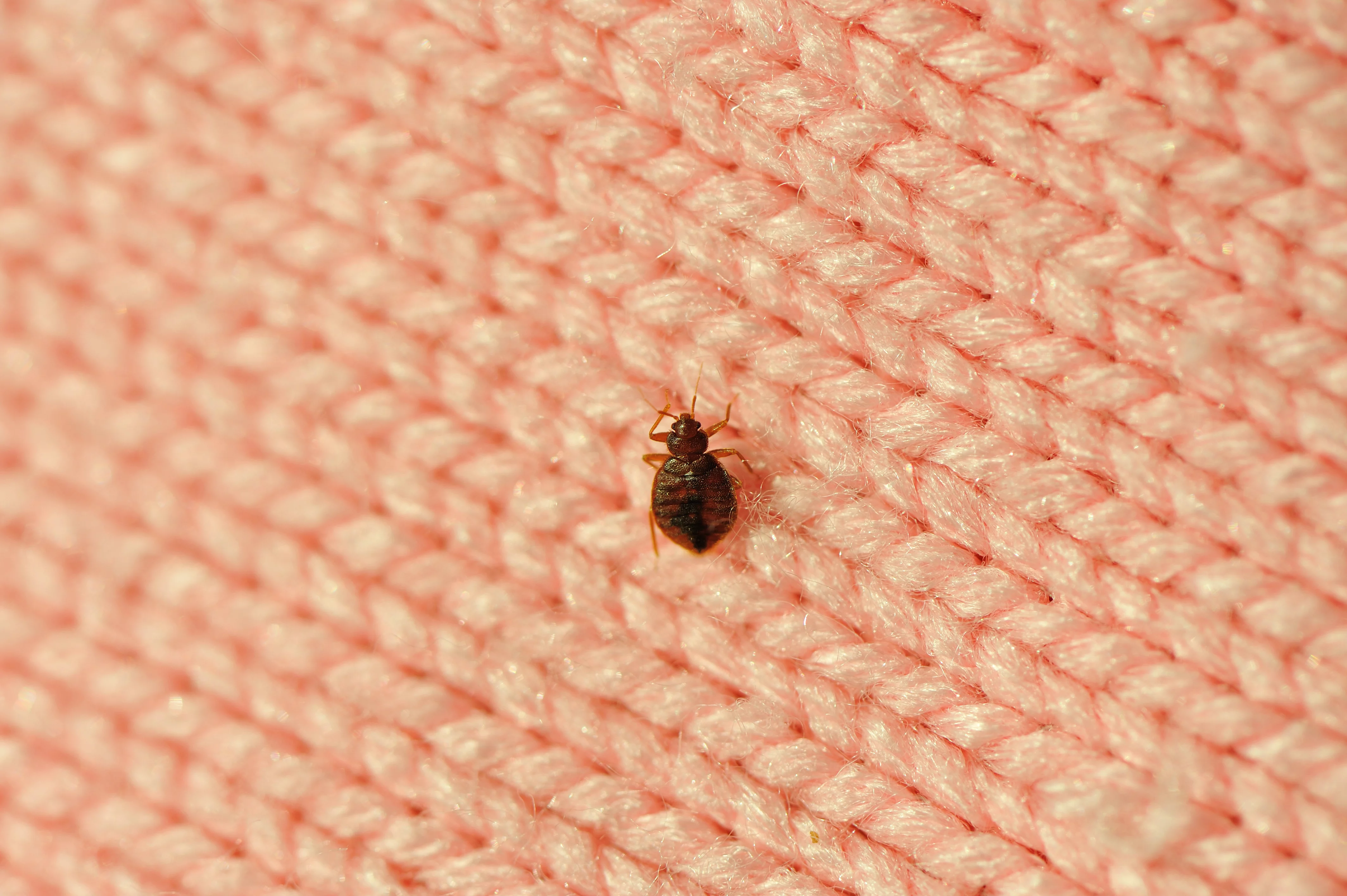 Bed Bug Signs To Watch For Around Your Maryland Home