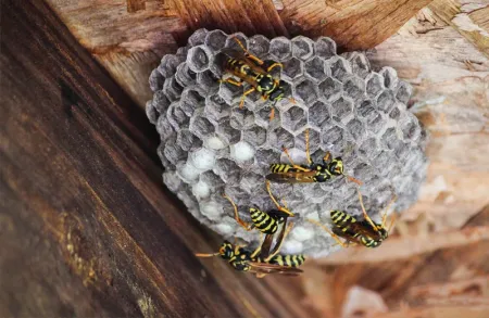 wasp nest on house