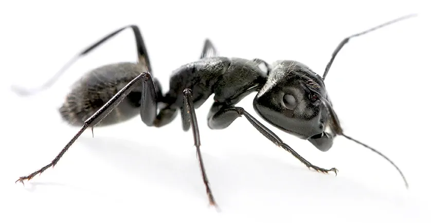 carpenter ant