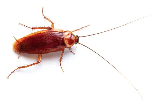 cockroach