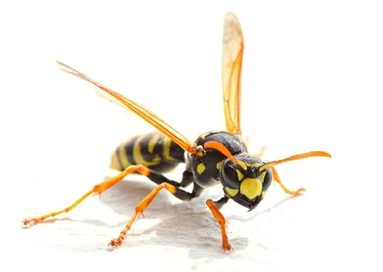 yellow jacket