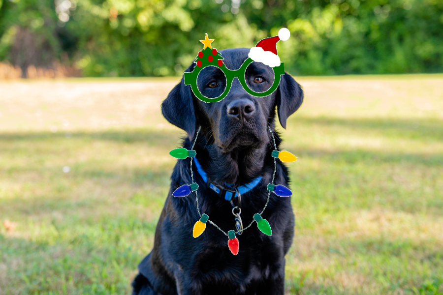 Theo the Dog dressed up in Christmas lights