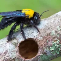 Carpenter bee on a log.