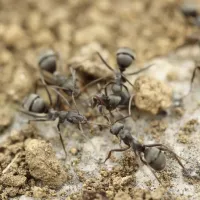 colony of ants on the ground