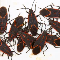 boxelder bugs with a white background