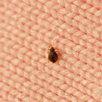 Small bed bug on a pink blanket