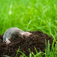 Mole climbing out of a hole in you yard.