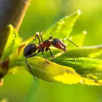 carpenter ant on leaf