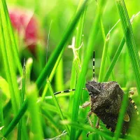 stink bug in green grass