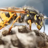 Yellow jacket sitting on a hive