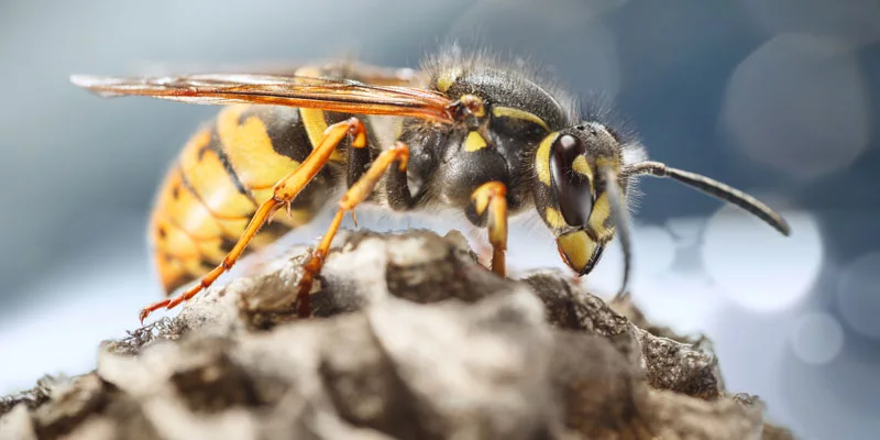 Yellowjacket Removal Extermination